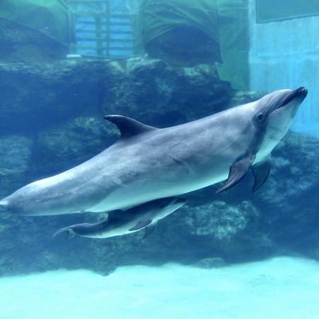日本一母海豚仅为这原因痛杀幼子，母爱真伟大