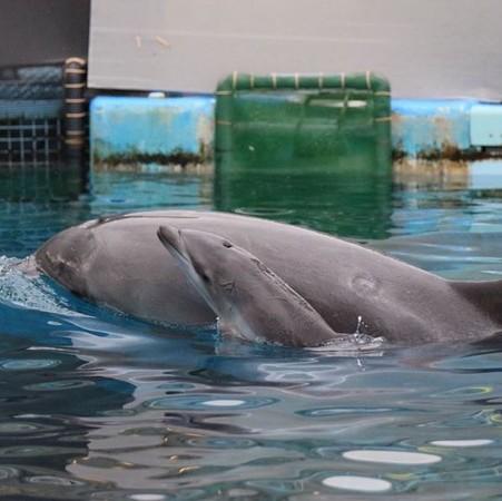 日本一母海豚仅为这原因痛杀幼子，母爱真伟大