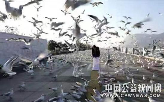 疫情之下的小温暖：“宅”起来的昆明人不忘“老朋友”红嘴鸥