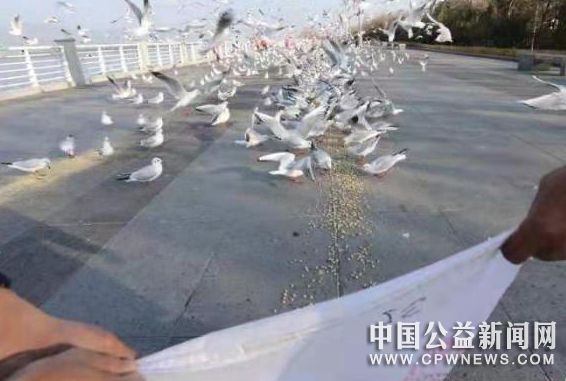图为海埂大坝保安处工作人员投放鸥粮。　王宇衡 摄