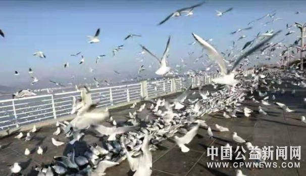图为海埂大坝保安处工作人员投放鸥粮。　王宇衡 摄
