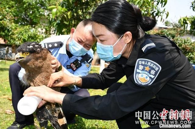 云南德宏：民警救助国家一级保护野生动物金雕