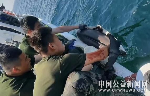 国家二级保护动物江豚遇险！烟台海警成功救助