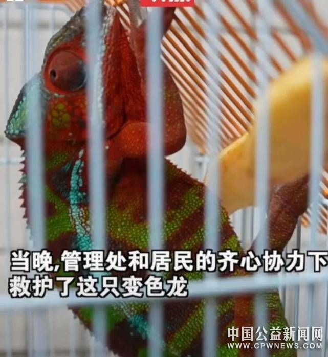 ɫ롱ĳС