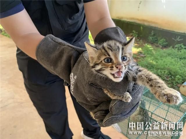 两只国家二级保护动物豹猫幼崽被民警成功救助
