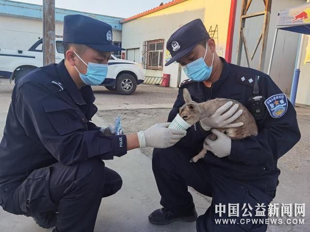 新疆哈密：移民管理警察救助国家二级保护动物——鹅喉羚