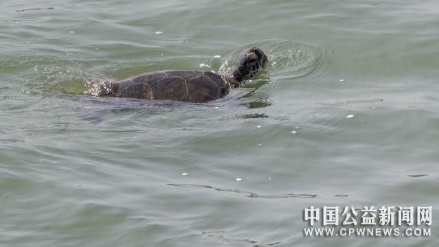 罕见！象山海域发现国家一级保护动物绿海龟