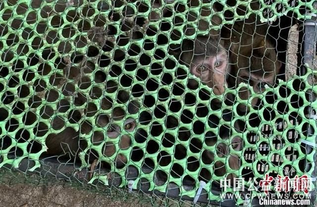 广西边境警方解救国家二级重点保护野生动物食蟹猴47只