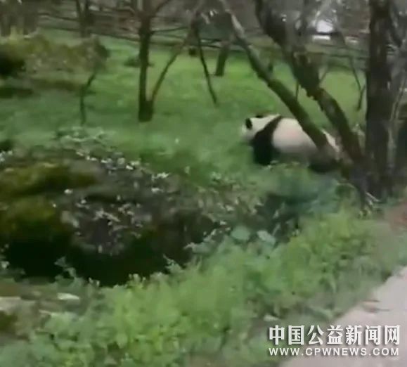 西安一村民偶遇野生大熊猫，镇政府：秦岭生态保护见效，动物频繁出没