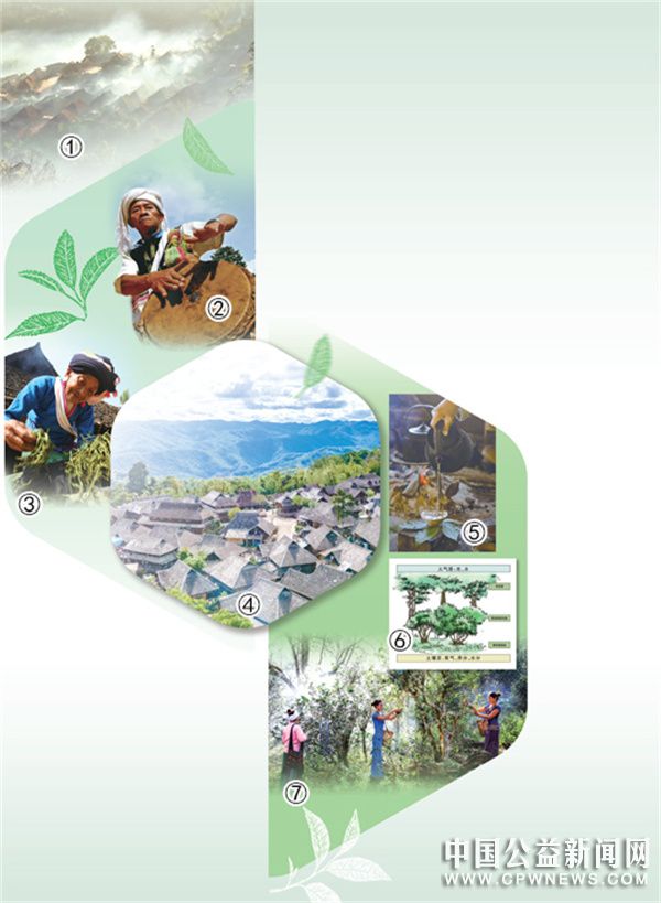 “普洱景迈山古茶林文化景观”成功列入《世界遗产名录》 林茶共生 人地和谐