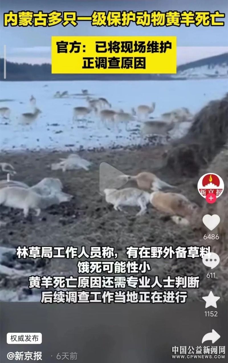 内蒙古多只一级保护动物黄羊死亡