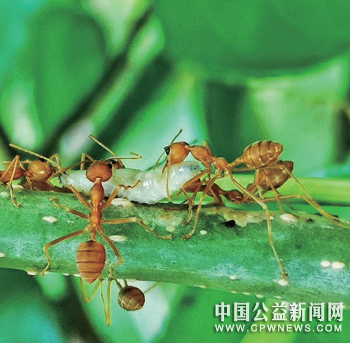 地球上到底有多少只蚂蚁？科学家真的“数”出来了！